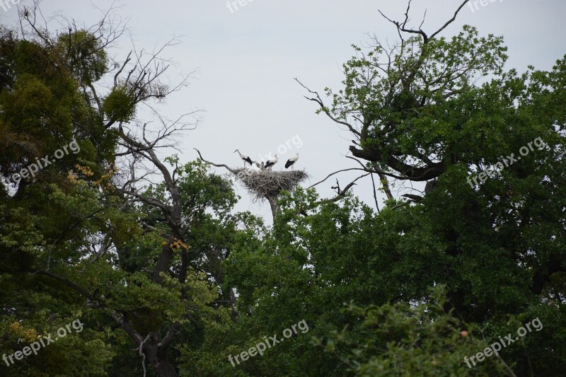 Stork Nest Bird Storks Birds