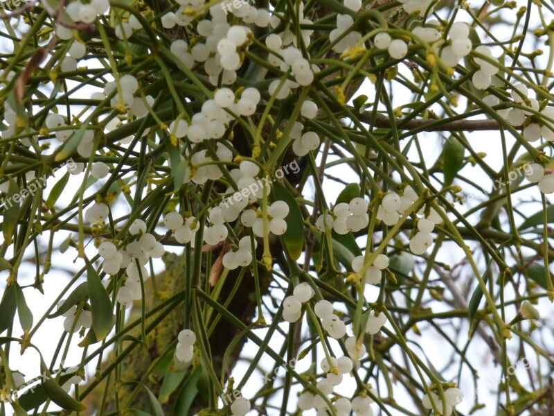 Gui Berries Landscape Nature White