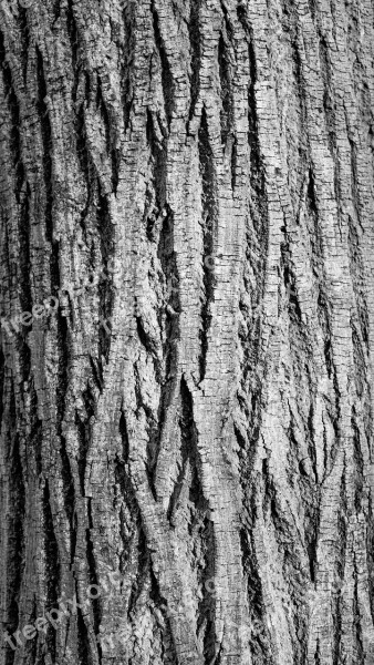 Bark Break Contrast Curves Furrow