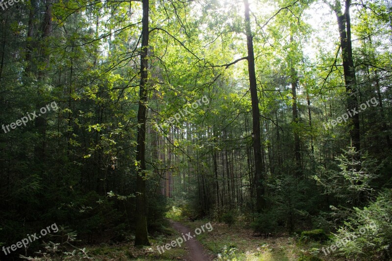 Nature Trees Forest Landscape Tree