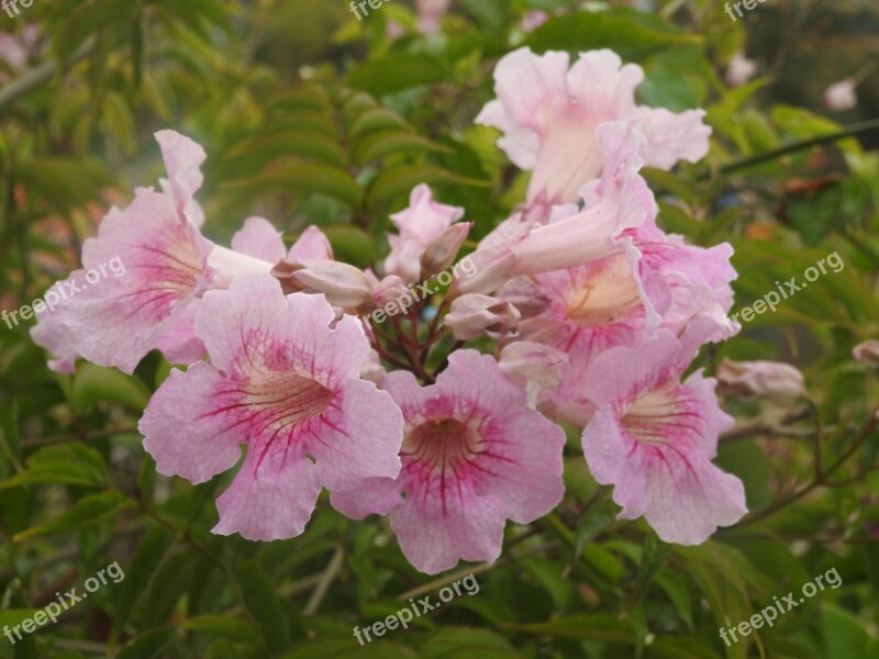 Pandorea Pandorea Jasmine Flowers Blooms Flowering