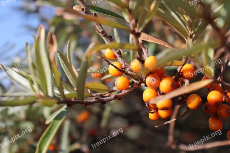 Sea Buckthorn Island Spiekeroog North Sea Coast Wadden Sea