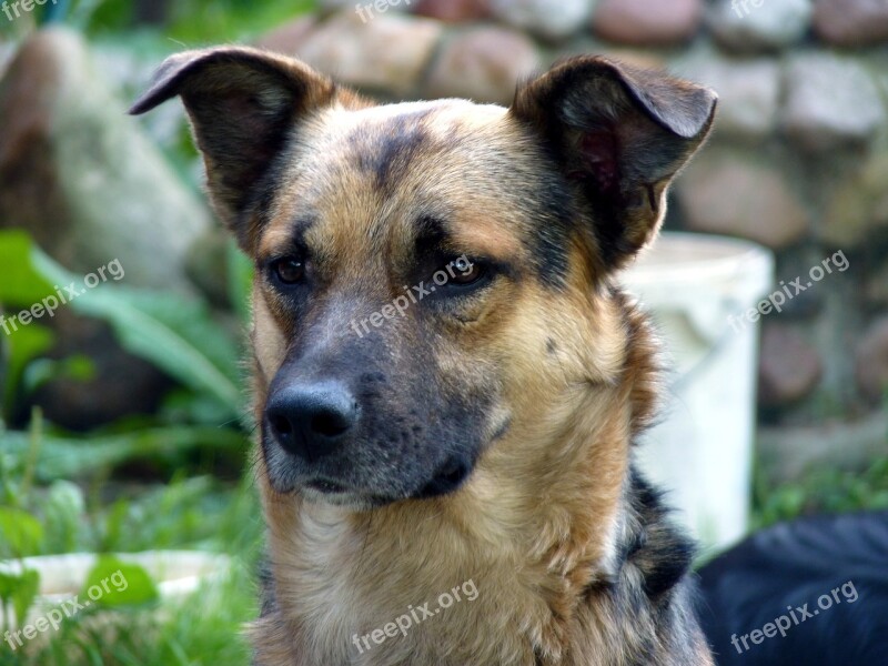 And The Tramp Dog Vigilance Eyes Free Photos