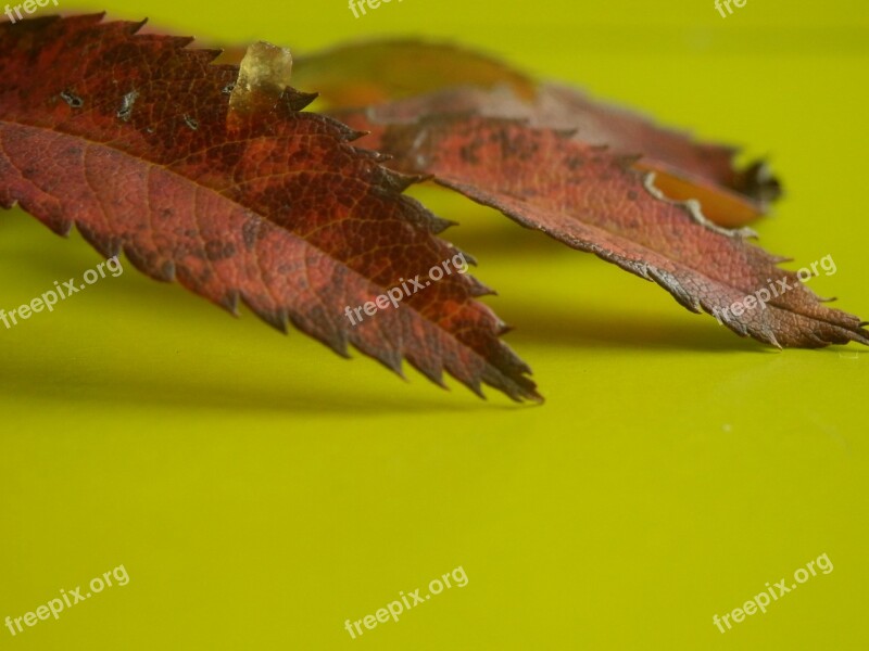 Autumn Leaves And Green Background