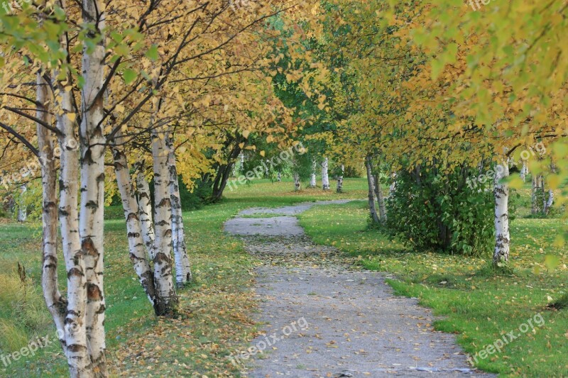 Nature Landscape Autumn Birch Trees Fall Colors