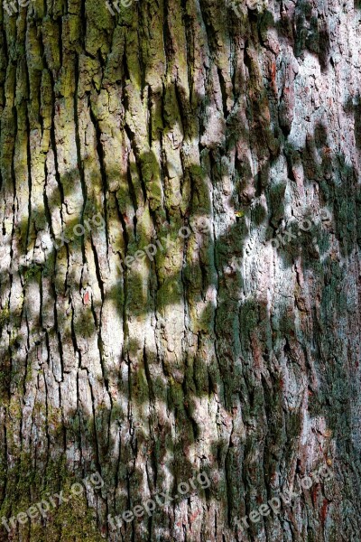 Tree Tree Bark Nature Log Structure