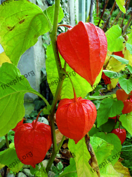 Physalis Bright Orange Close Up Autumn