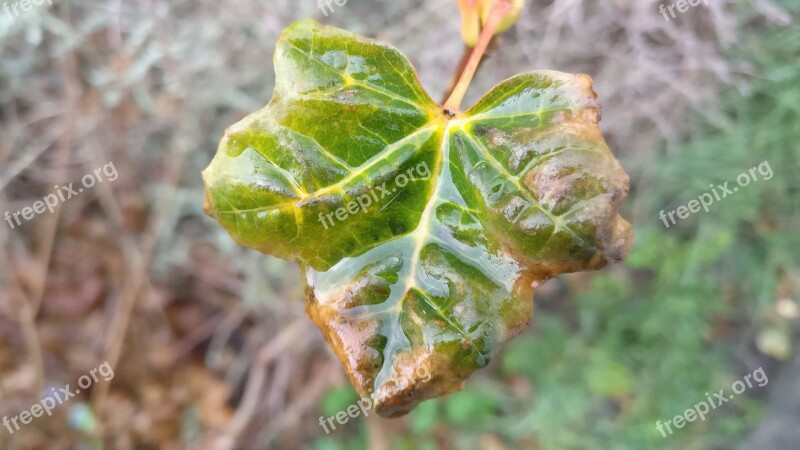 Leaf Rain Autumn Green Tree