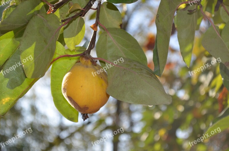 Quince Yellow Leaves Free Photos