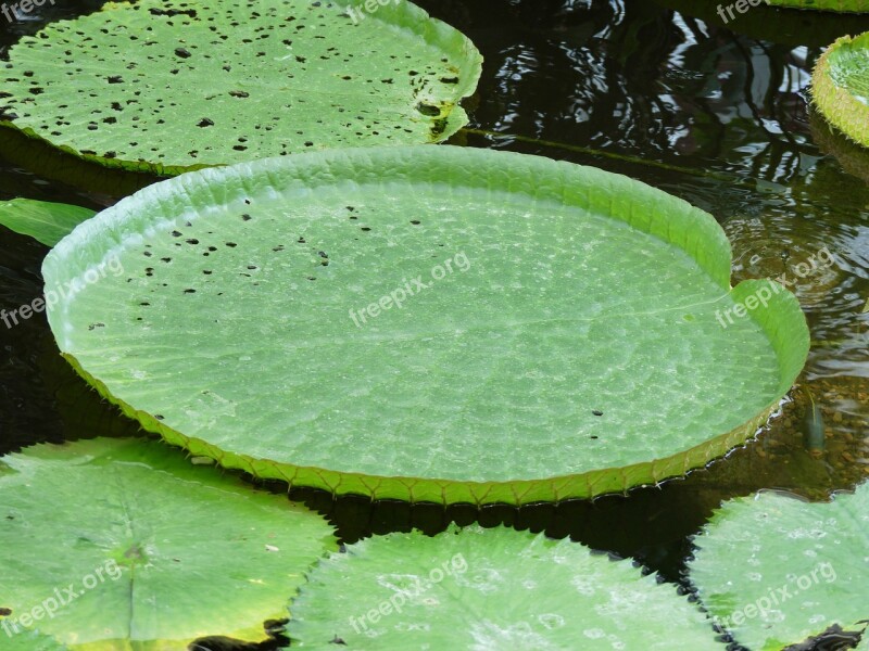 Water Lilies Aquatic Plant Plant Water Lily Nature