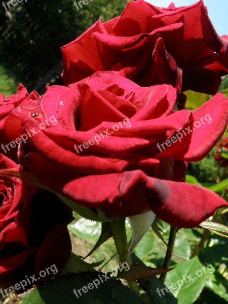 Rose Flower Bloom Love Plant