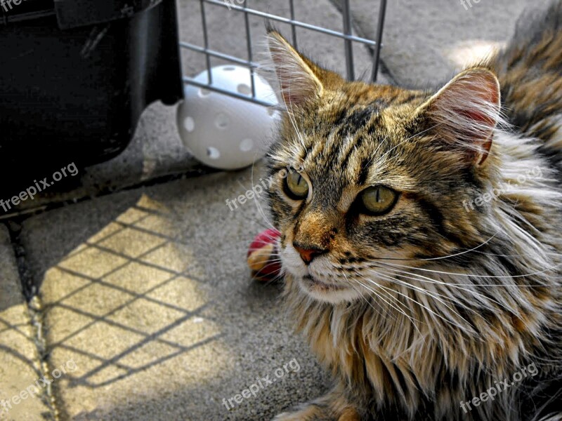 Cat Tomcat Animal Kitten Beard