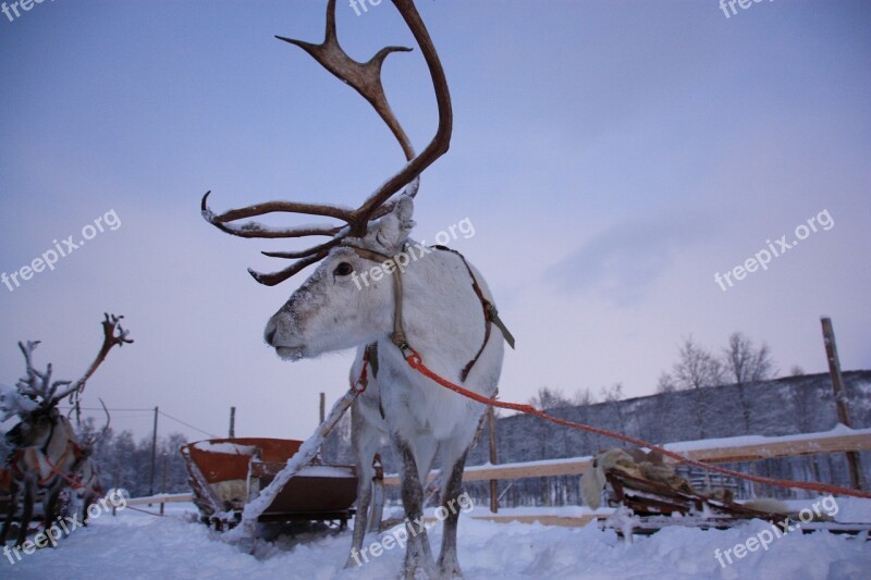 Lapland Snow Rennes Free Photos