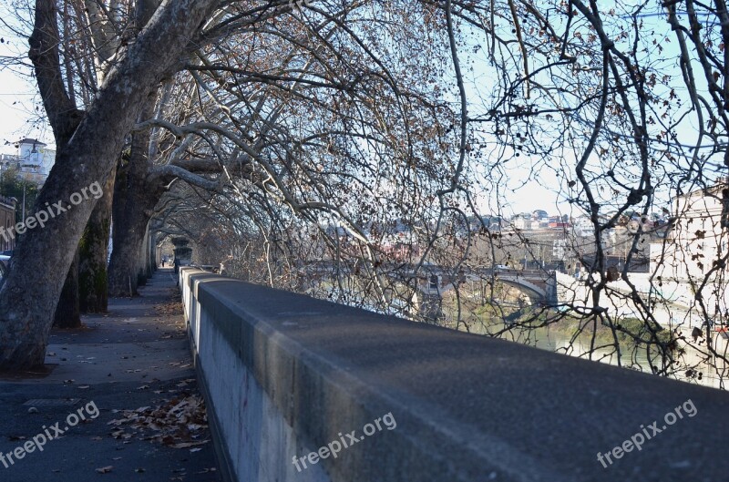 Winter Autumn Avenue Gray Melancholy