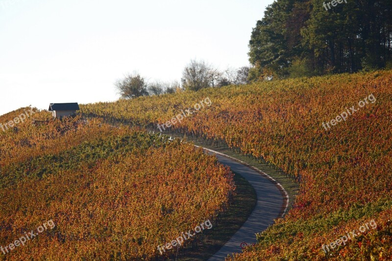 Vineyards Autumn Colorful Leaves Landscape