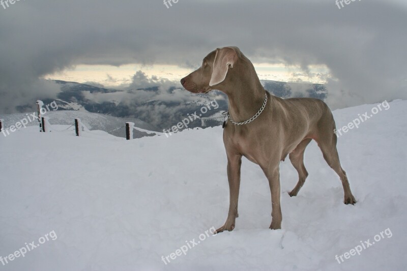 Dog Snow Pointer Grey Dog Mountain