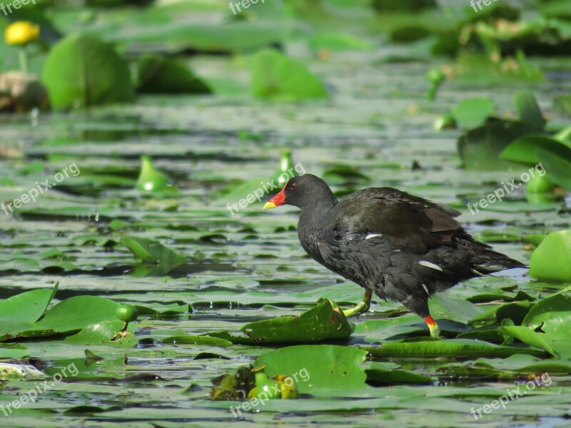 Barbatus Bird Water Hen Free Photos