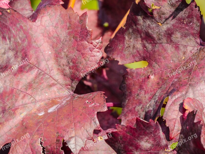 Autumn Vine Leaves Fall Color Red Burgundy