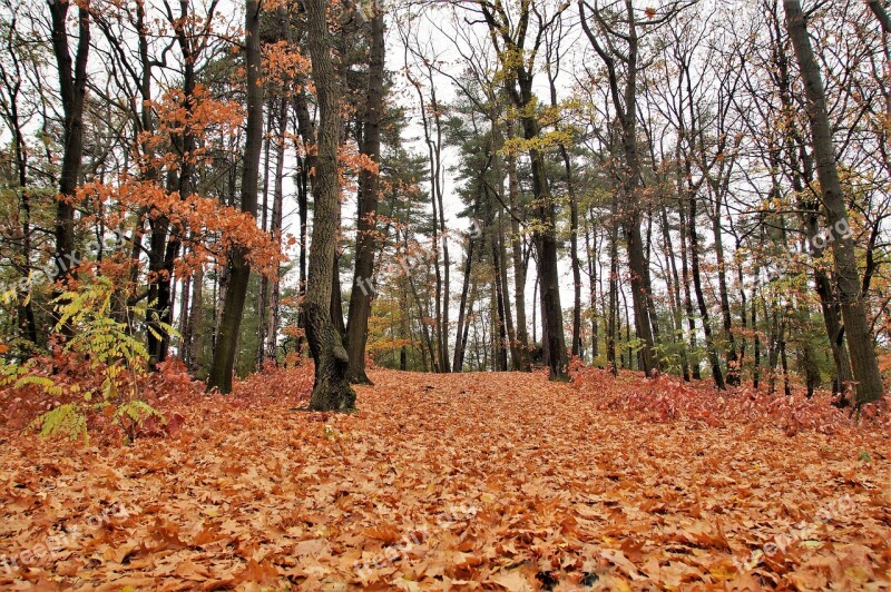 Forest Autumn Fallen Leaves Deciduous