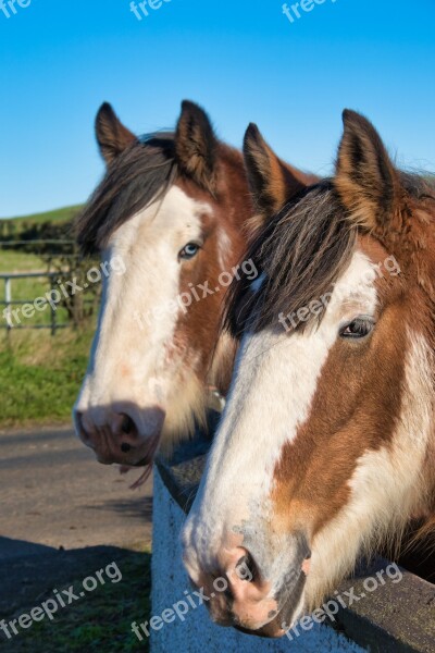 Horses Horse Heads Sky Free Photos