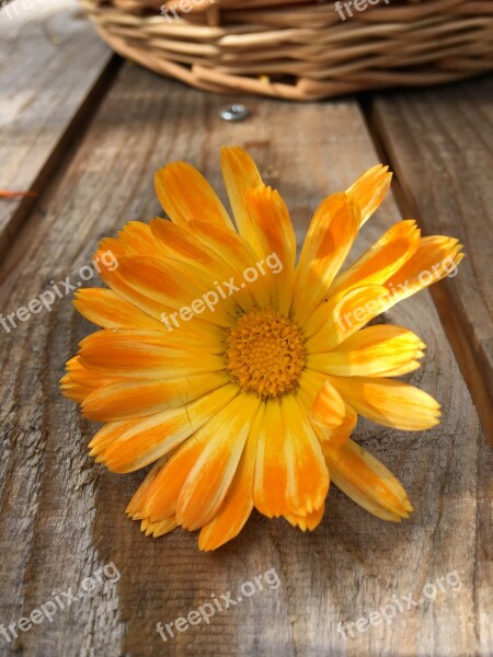 Flower Orange Garden Summer Natural