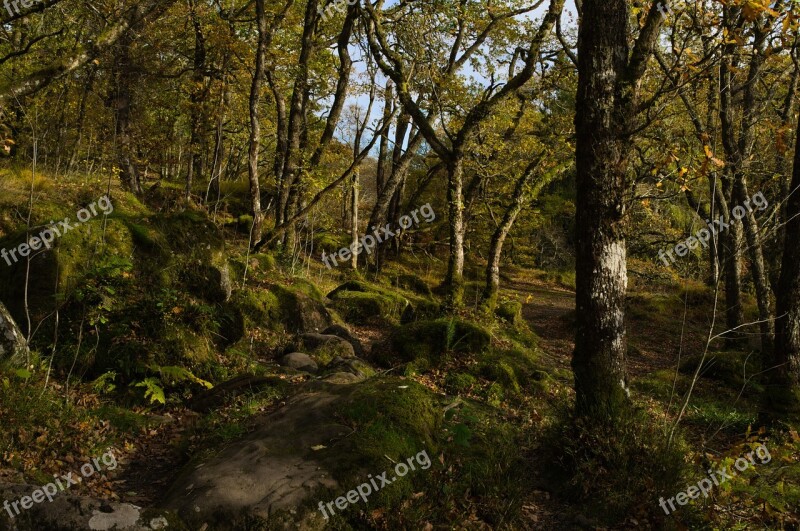 Woods Forrest Nature Green Landscape