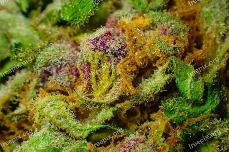 Bud Cannabis Close Up Dope Drug