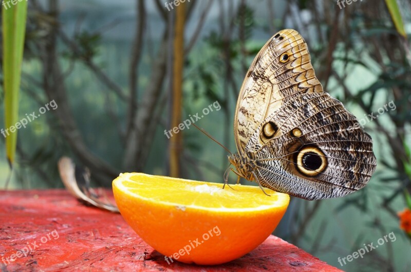 Butterfly Nature Orange Color Goodness