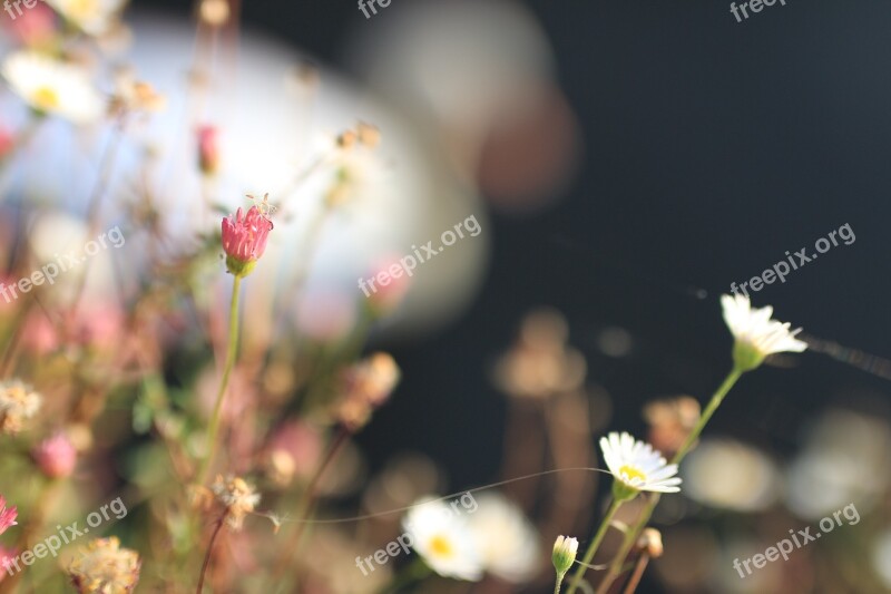 Flower Swan Sambre Delicate Free Photos