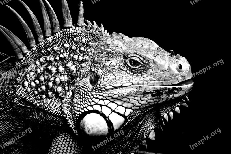 Iguanas Background Black And White Animal Reptile