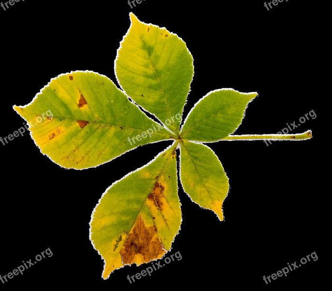 Buckeye Chestnut Foliage Leaf True Leaves Leaf