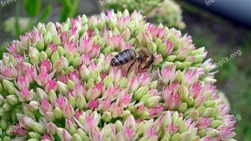 Flowers Sedum Blooming Nature Bee