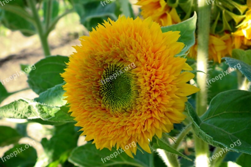 Flower Sunflower Dashing Yellow Summer