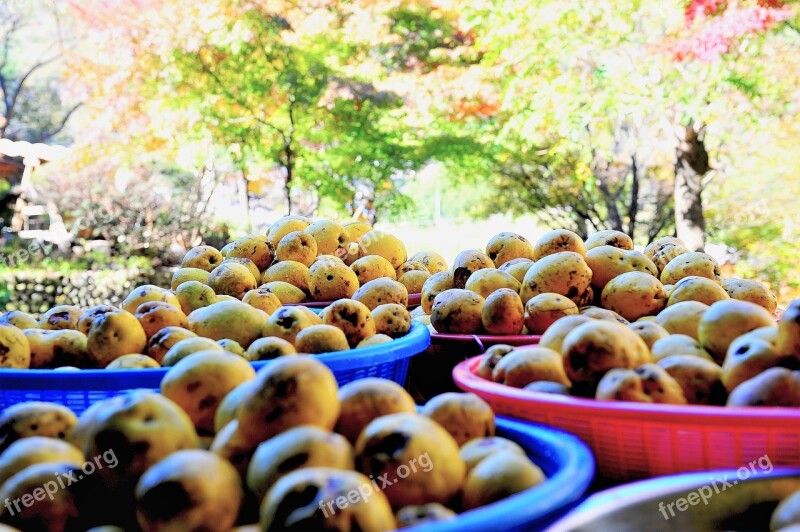 Fruit Autumn Chinese Quince Motor And Car Health