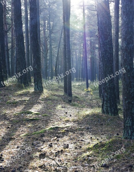 Wood Forest Magical Forest Blue Lightening