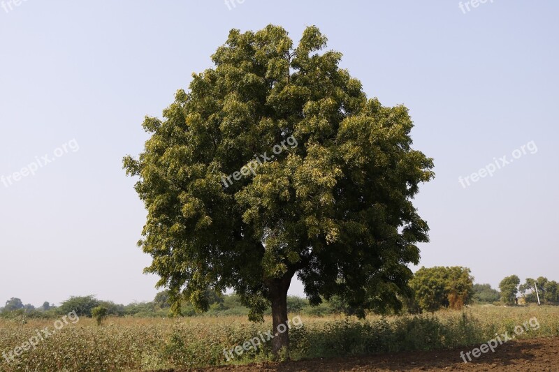 Tree Rural Sky Single Tree Free Photos