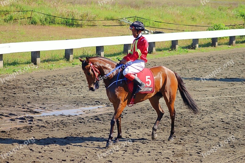 Horse Race Indonesia Animal Nature