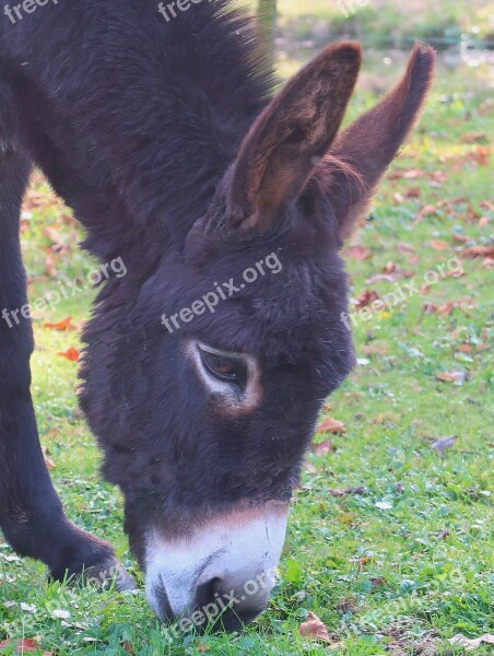 Ass Donkeys Mule Beast Of Burden Farm Animal