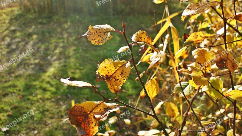 Autumn Sun Leaves Bush Yellow