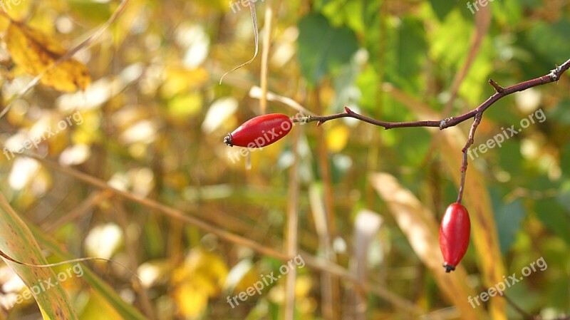 Brier Nature Thorn Branch Autumn