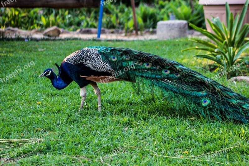 Peacock Bird Nature Colorful Feathers