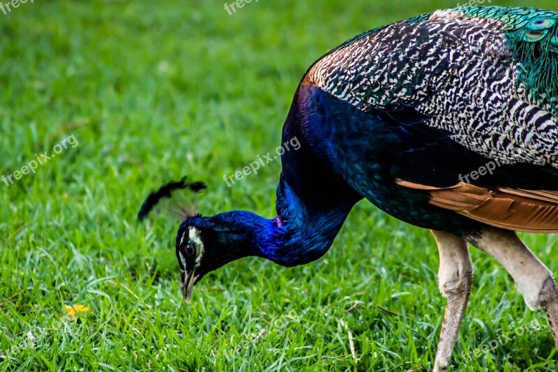 Peacock Bird Nature Colorful Feathers