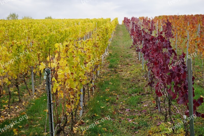 Vineyard Autumn Landscape Winegrowing Vines