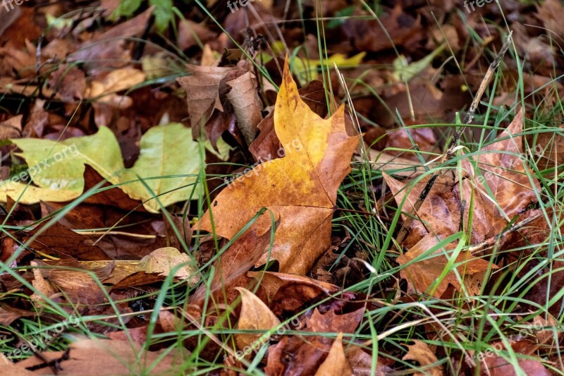 Fallen Leaves Fall Foliage Dead Leaves Fall Autumn