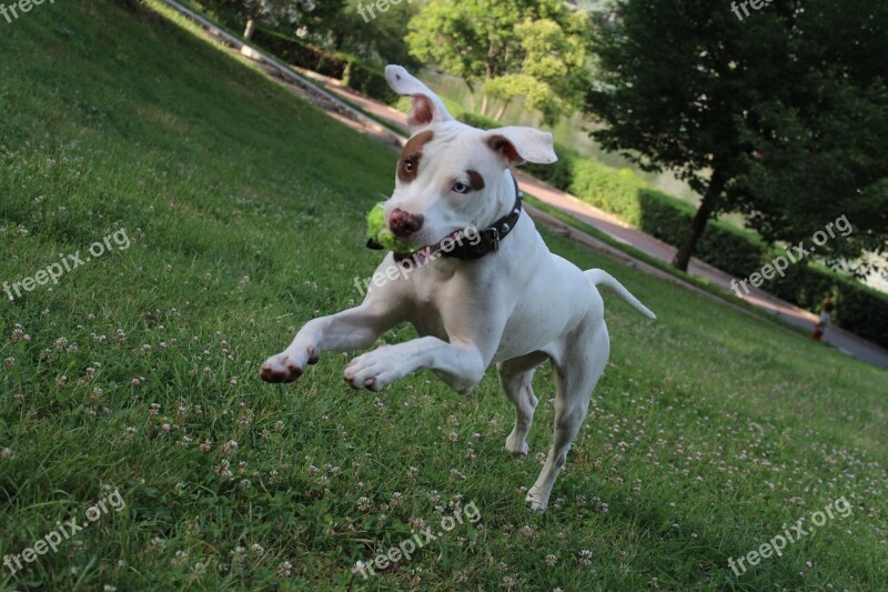 Animals Dog Puppy Prato Outdoors