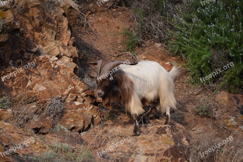 Animal Wild Mammal Horns Mouflon