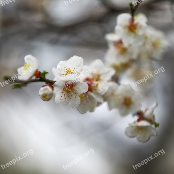 Spring Germination Plum Blossom Living Foods Free Photos