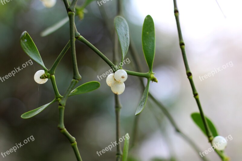 Mistletoe Mistletoe Berries Christmas Mistletoe Free Photos