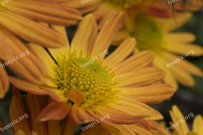 Flower Autumn Chrysanthemum In The Fall Plant