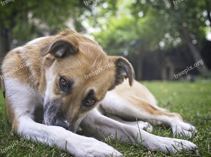 Dog Rest Dog House Free Photos